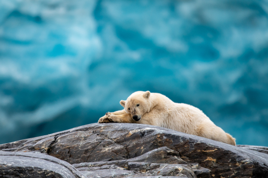 Ein Eisb&auml;r entspannt sich auf einem Felsen